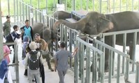 Melihat Rumah Sakit Khusus Gajah di Way Kambas