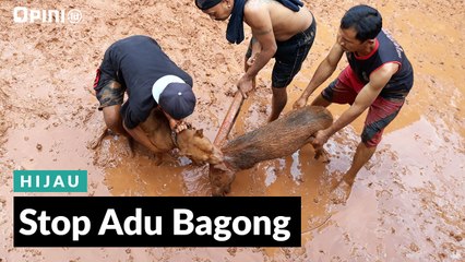 #1 Menit | Stop Adu Bagong