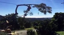 How the experts remove difficult trees!