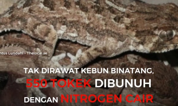 Kebun Binatang Penuh, 550 Tokek Dibunuh