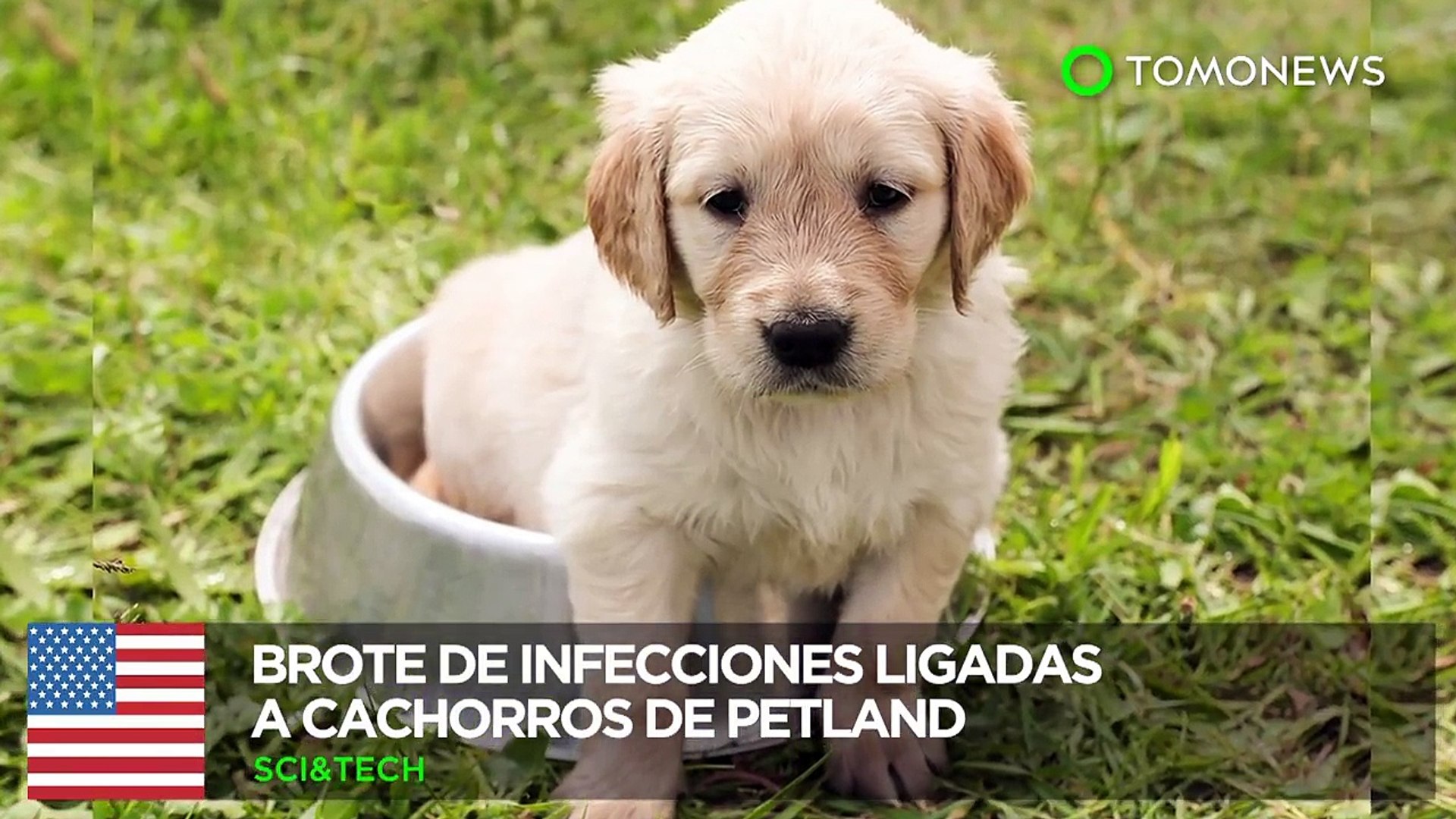 Cachorros De Petland Ligados A Brote De Campilobacteriosis