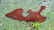 Balsas de hormigas: Hormigas rojas crean balsas para sobrevivir al Huracán Harvey - TomoNews