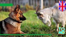Científicos descubren que las cabras son tan inteligentes como los perros y gatos