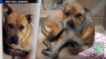 Bebe de tres días de edad muere tras ser atacado por dos perros pitbull en su casa