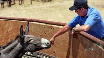 Hawaii ofrece en adopción 50 burros salvajes con esperanza de que encuentren un nuevo hogar