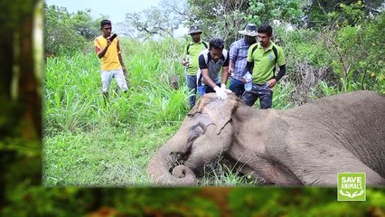 The wildlife officers treated an elephant !