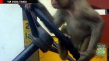 Mono secuestra bus de pasajeros en la India y termina impactando dos vehículos estacionados