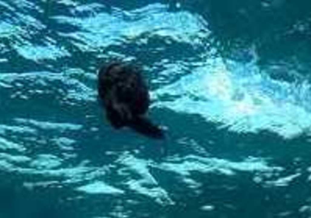 Tiny Turtles Take Their First Swim After Being Released Into East Australian Current