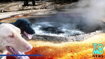 Hombre sufre graves quemaduras al intentar salvar sus perros que saltaron en pozo de aguas termales