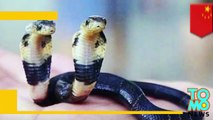 Cobra de dos cabezas encontrada en China es adoptada por un zoológico local