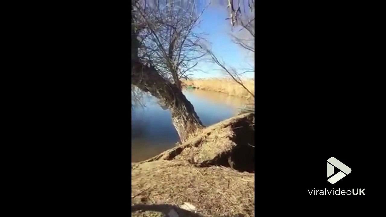 Cet arbre tombe à l'eau tout seul et coule !