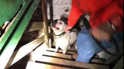 Enchaîné dans un sous-sol ce pitbull est sauvé par des passants !