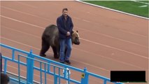 Russie : un Ours VIVANT à un match de Football !