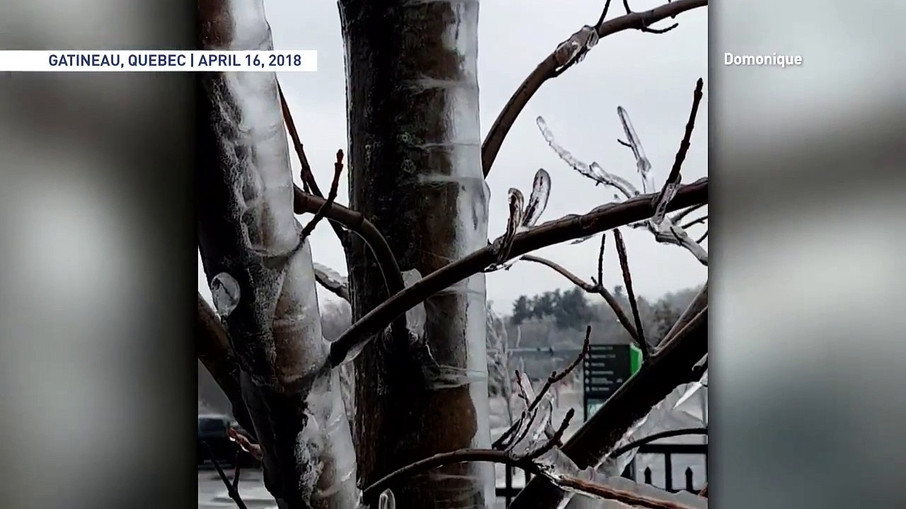 Lave le long d'un arbre ? L'eau gelée ressemble à de la lave !