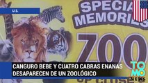 Canguro bebe y cuatro cabras enanas secuestradas de un zoológico en Wisconsin