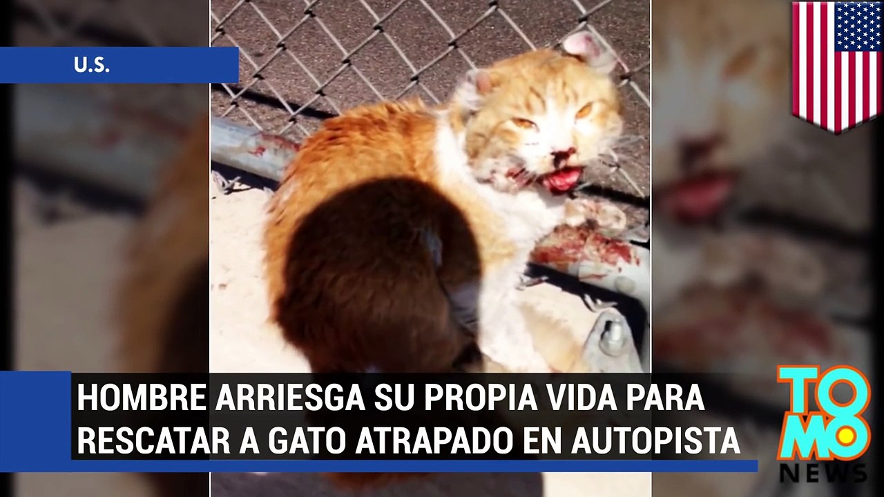 Buen samaritano arriesga su propia vida para salvar a gato atrapado en congestionada autopista