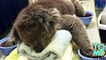 Koalas que sufrieron graves quemaduras durante incendios forestales en Australia necesitan ayuda
