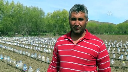 Çiftçiden zirai dona karşı ilginç koruma - YOZGAT