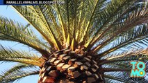 Desafortunado hombre muere aplastado por una palmera en Los Angeles