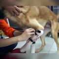 Un chien sans pattes avant se fait installer une prothèse