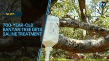 700-year-old banyan tree gets saline treatment