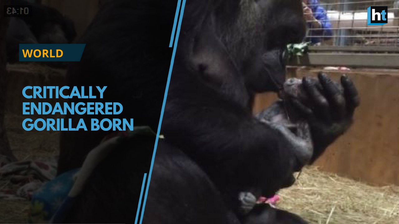 Critically endangered baby gorilla born at National Zoo