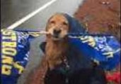 Flag-Waving Golden Retriever Cheers on Boston Marathon Runners