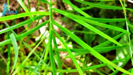 Shatavari शतावरी के फायदे और नुकसान   Daily Health Care