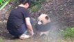 Nanny Helps Adorable Panda Take a Bath