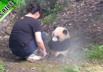 Nanny Helps Adorable Panda Take a Bath