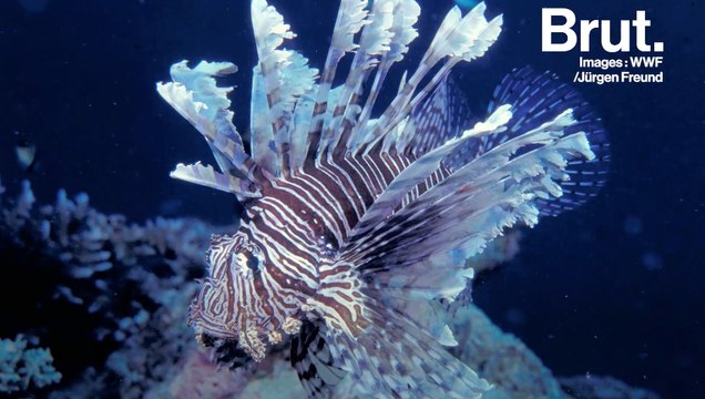 La rascasse volante menace les écosystèmes marins
