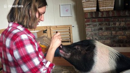 Pig loves being fed like a baby