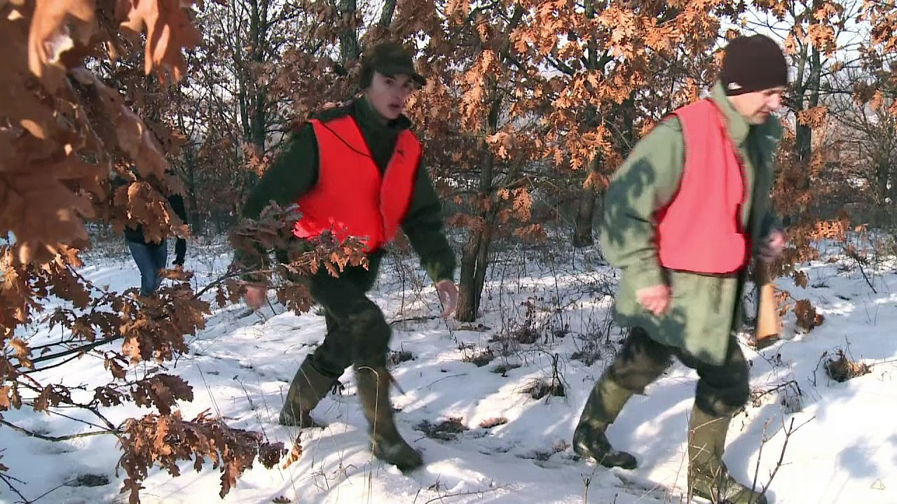 Wolfsjagd in den Wäldern Serbiens