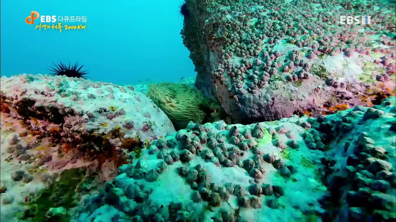 EBS 다큐프라임 - Docuprime_[생명의 해류 2000km- 한반도 해류의 비밀]_#001