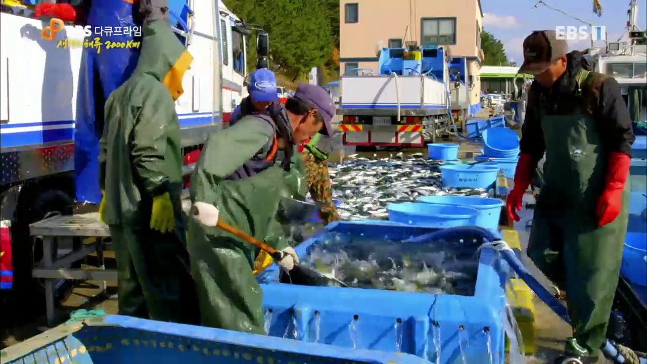 EBS 다큐프라임 - Docuprime_[생명의 해류 2000km- 한반도 해류의 비...