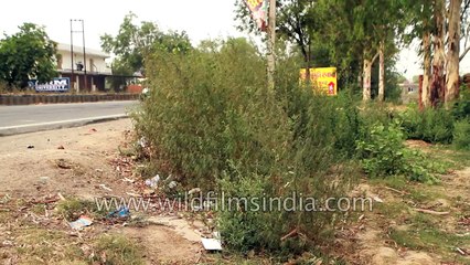 Marijuana weed that is 9 feet tall grows along this highway in India!
