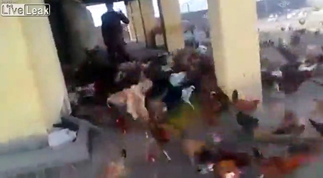 Chicken Stampede