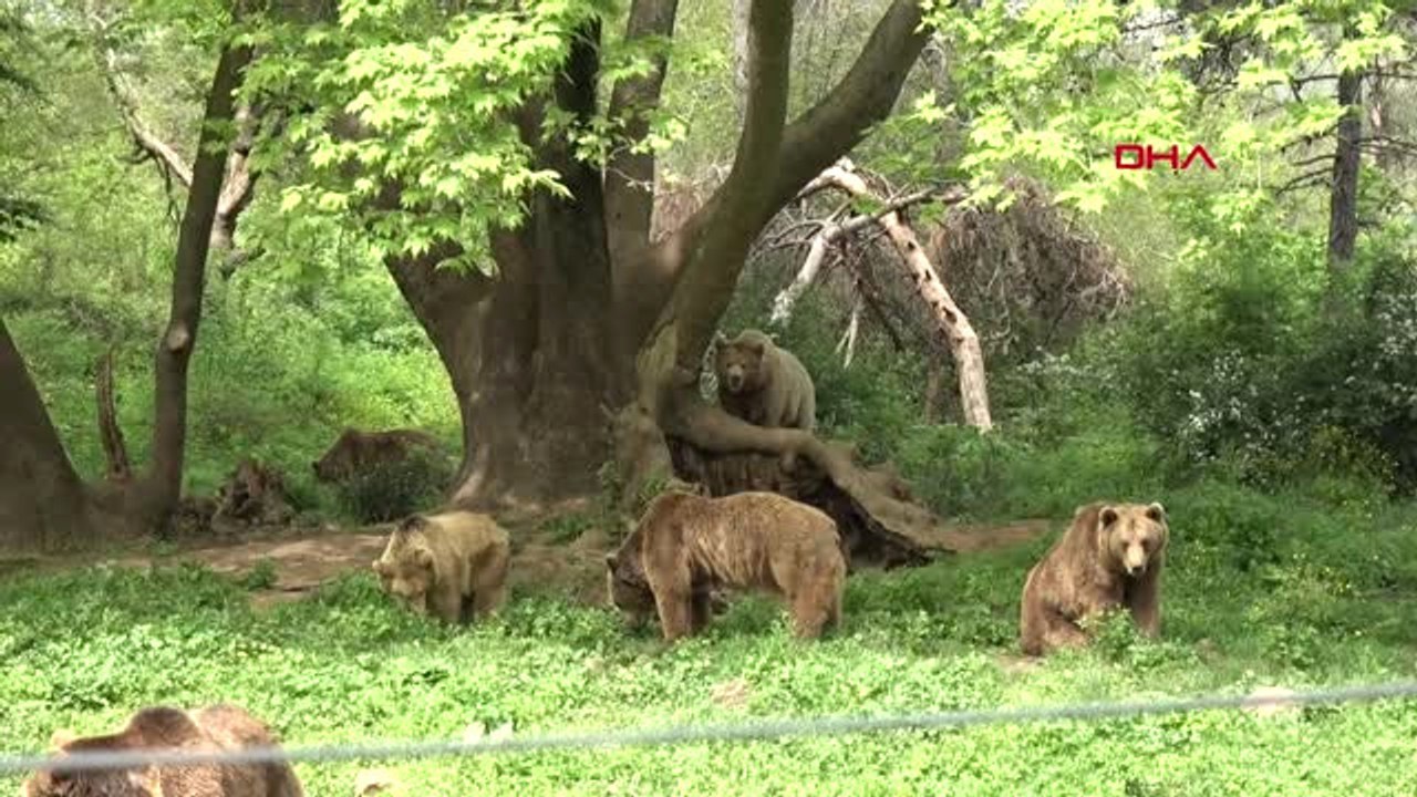 Bursa Kış Uykusundan Uyanan Ayıların Bahar Turu...