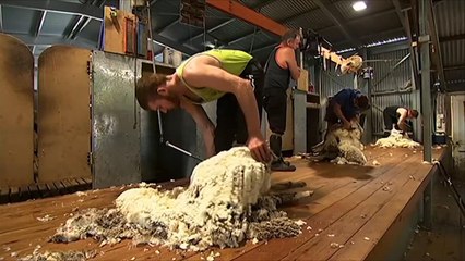 هذا الصباح- تراجع أعداد جزازي الصوف بأستراليا