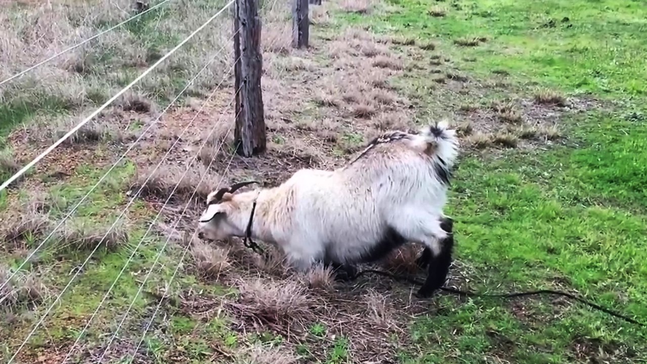 Chèvre vs cloture électrique - Vidéo Dailymotion