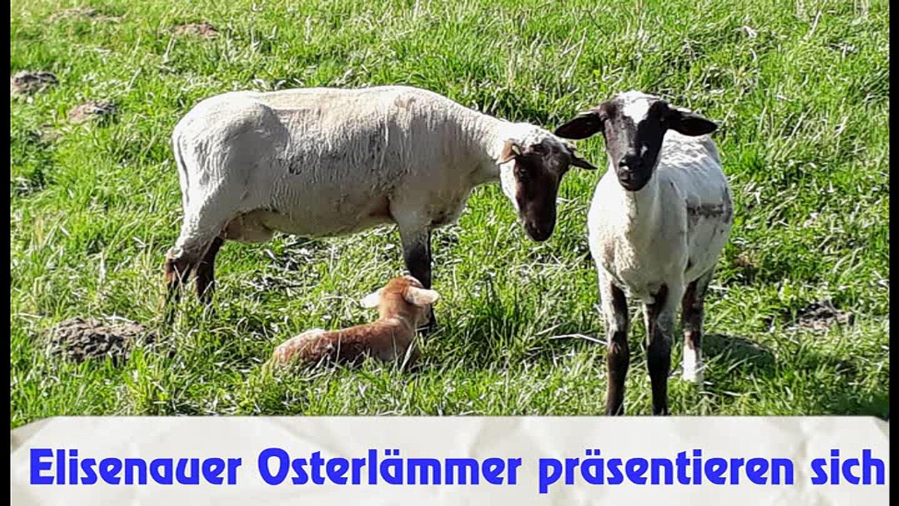 Elisenauer Osterlämmer präsentieren sich