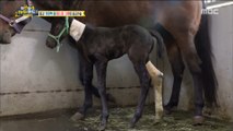 [Haha Land 2] 하하랜드2 -The horses are not in good health 20180418