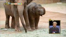 [Haha Land 2] 하하랜드2 -Follow the behavior of a mother elephant 20180418