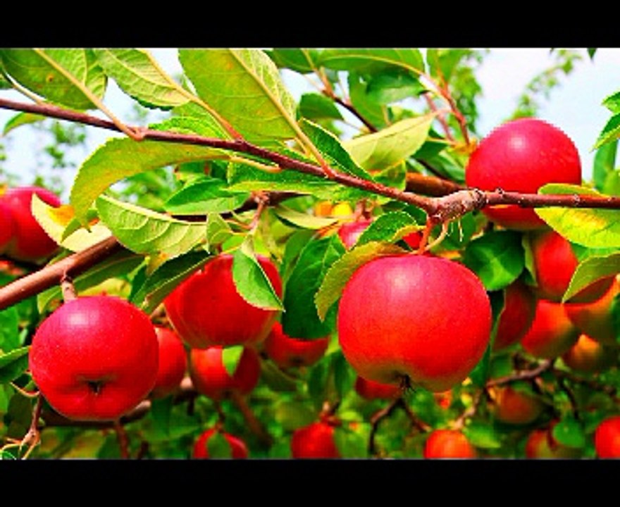 10 Super Foods