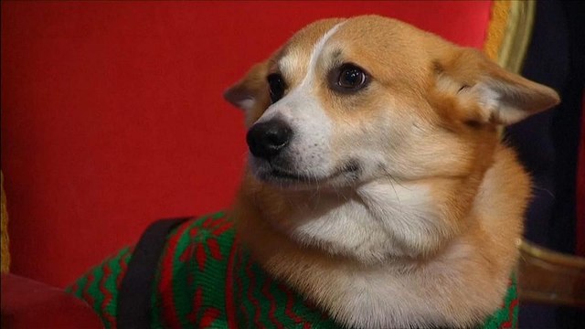 Умер последний корги Елизаветы II