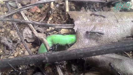 Kiến nhọt & Đội quân đánh thuê hung hăng nhất hành tinh