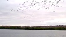 100 oiseaux plongent simultanément (Îles Galápagos)
