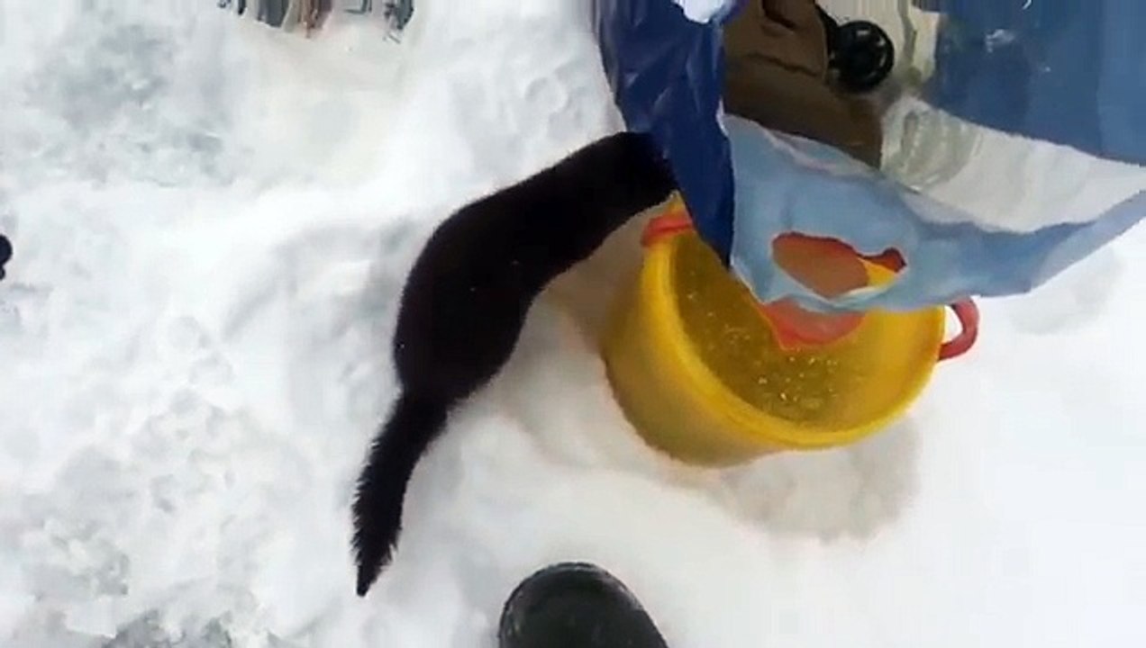Un vison vient mendier auprès d'un pêcheur