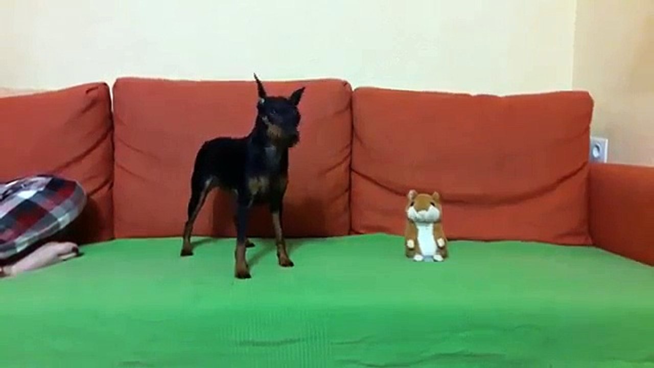 Une peluche trolle un chien