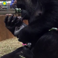 Mamã gorila beija e abraça sua cria recém-nascida após o parto